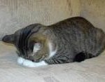 謝罪代行業と呪い代行業の実態や相場について調べてみた。