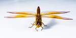 昆虫は宇宙人なのか！？昆虫進化の歴史に潜む謎のミッシングリンクを検証する。
