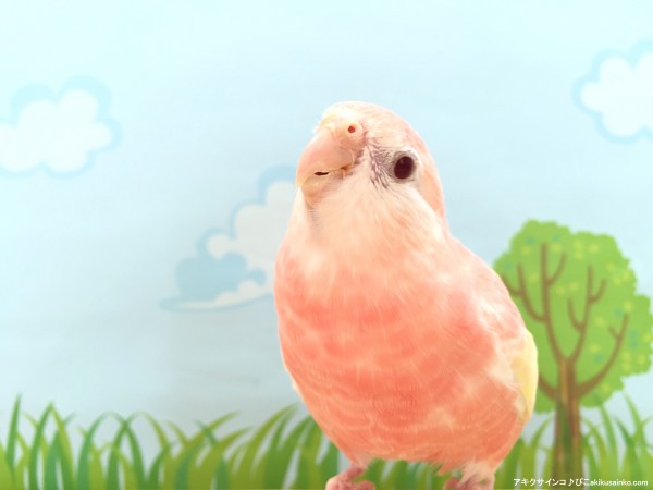 [画像]この世で最も可愛いピンクの小鳥・アキクサインコを紹介！