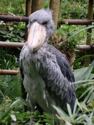 [画像]上野動物園のかわいい動物たちを10種類紹介！！