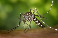 蚊に刺されやすい血液型ランキングと、蚊に刺されないための最高の対策とは！？