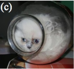驚愕！2017年イグノーベル賞の研究で猫は”液体”であることが判明！？