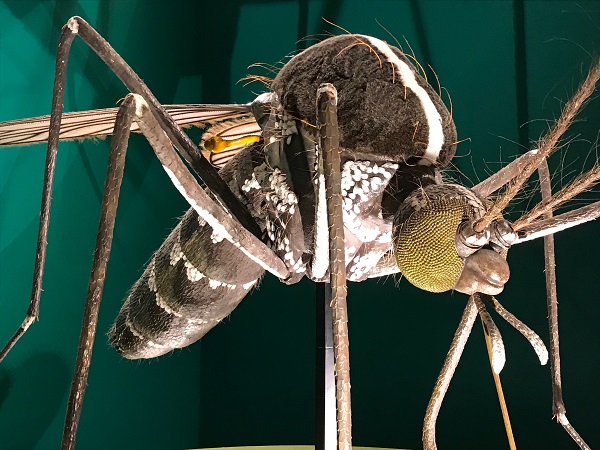 昆虫展で見つけたヘンテコで面白い昆虫3選！！