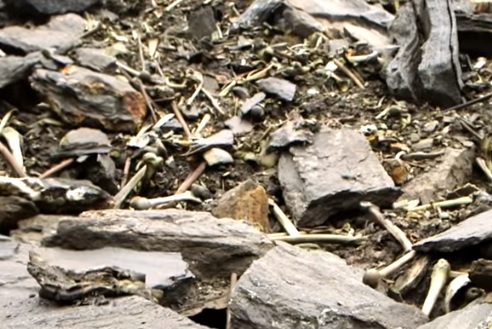 正体不明！インドのループクンド湖で発見された大量の人骨を精密鑑定した結果とは？
