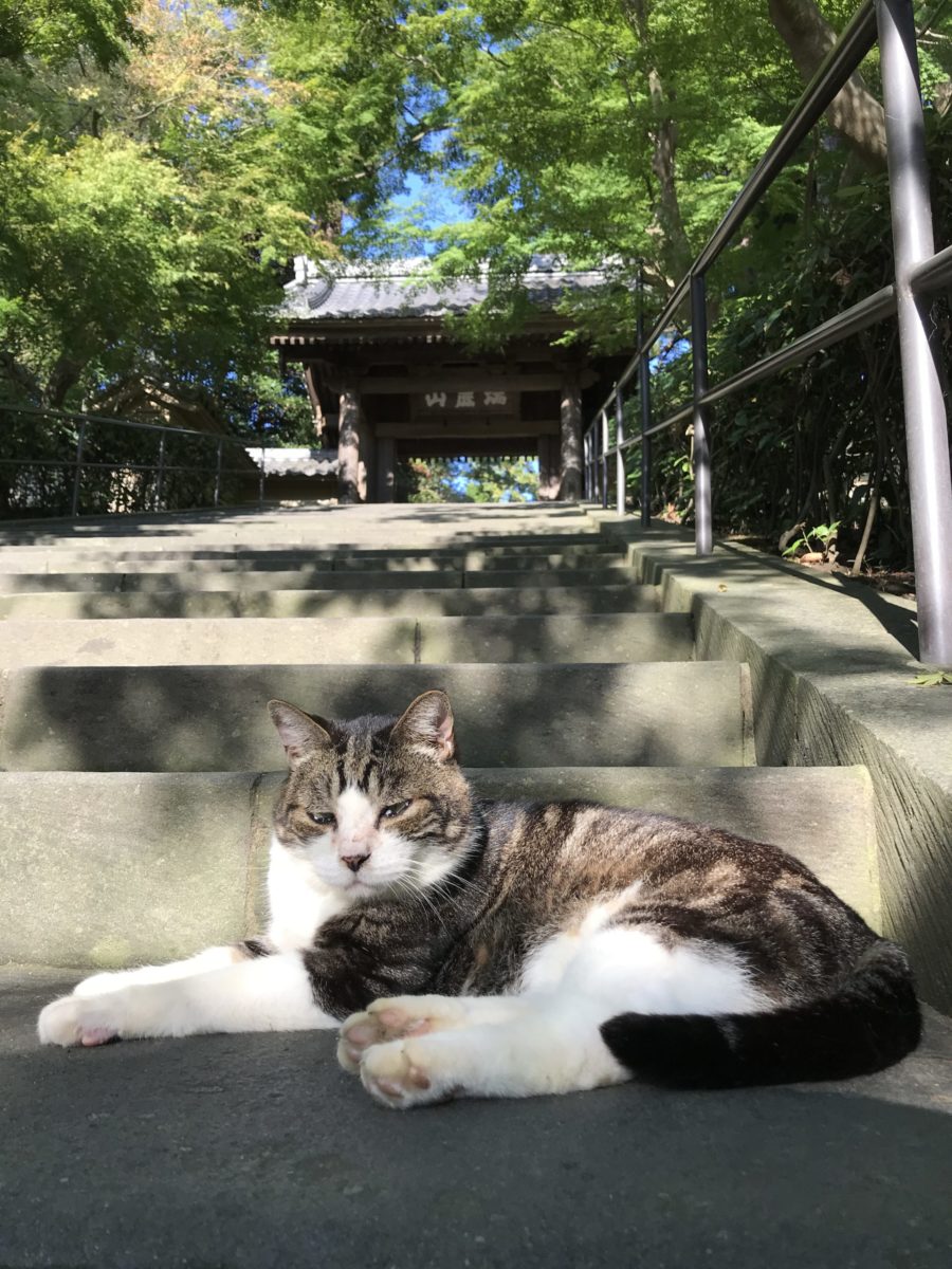 円覚寺のネコと退屈な日常の繰り返しに潜む悟りの教え